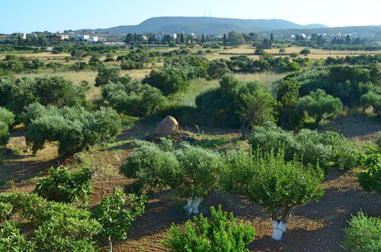 Theofilos Appartements Livadi  Bagian luar foto